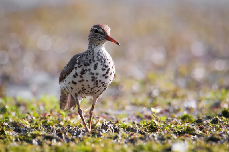 Sandpiper, Ulao Creek, Wisconsin. 2019.